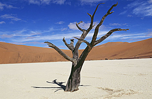 枯木,沙丘,纳米布沙漠