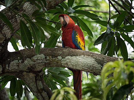 绯红金刚鹦鹉,坐,树上,哥斯达黎加,中美洲
