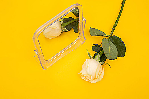 镜子和黄玫瑰在黄色背景纸上
