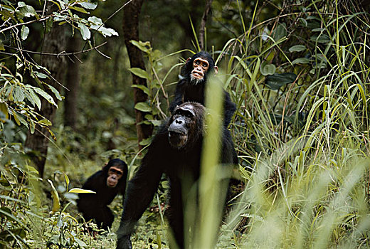 坦桑尼亚,冈贝河国家公园,黑猩猩,雌性动物,相似,大幅,尺寸