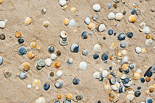 壳,海滩,塔斯马尼亚