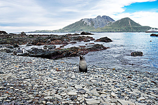 漂亮,岩石,海滩,南极