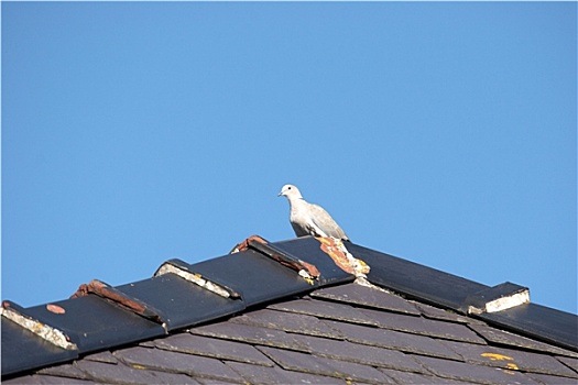 海鸥,坐,屋顶