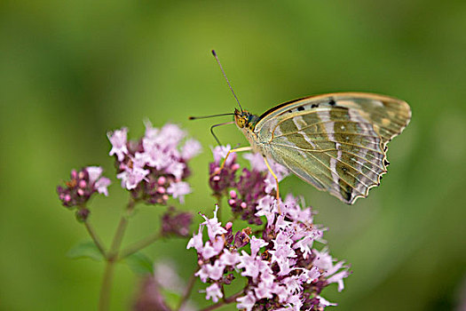 豹纹蝶,雌性,图林根州,德国,欧洲