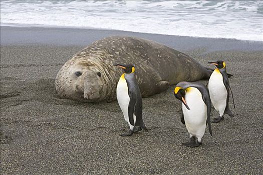 帝企鹅,三个,站立,象海豹,雄性动物,砾石滩,南乔治亚