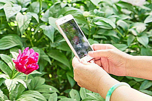 用手机为花拍照