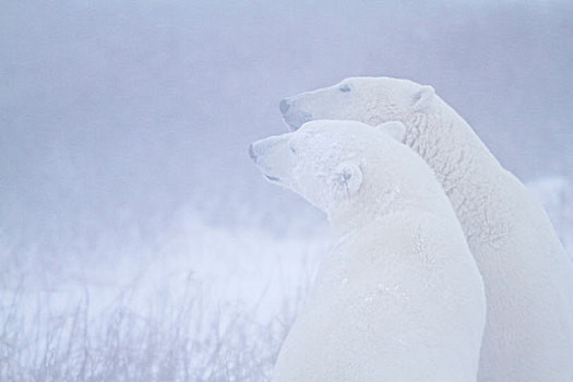 北极熊,暴风雪,丘吉尔市,野生动物,管理,区域