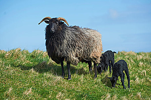 特写,绵羊,羊羔,春天,四月,赫尔戈兰岛,小岛,北德