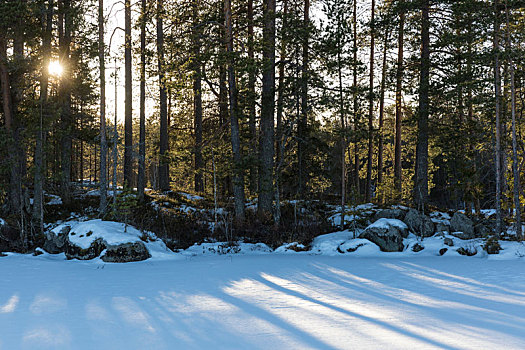 芬兰,木头,逆光,太阳,雪,冬天