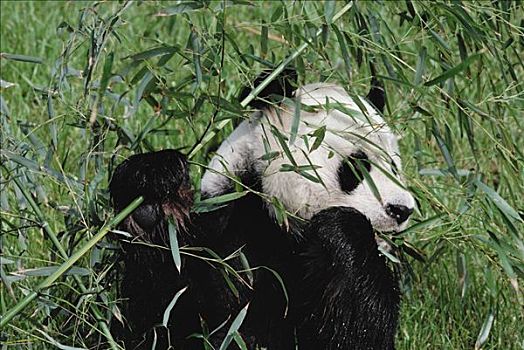 大熊猫,亚洲
