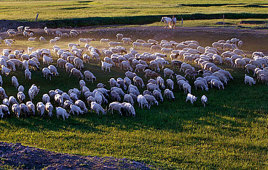 内蒙呼伦贝尔草原羊群