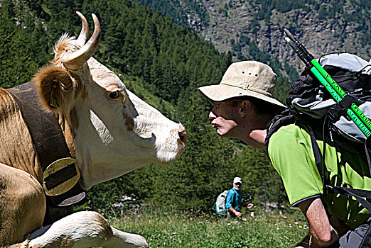 瑞士,长途旅行者,吻,母牛