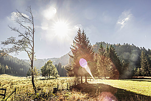 日光,山谷,树林,巴伐利亚,德国