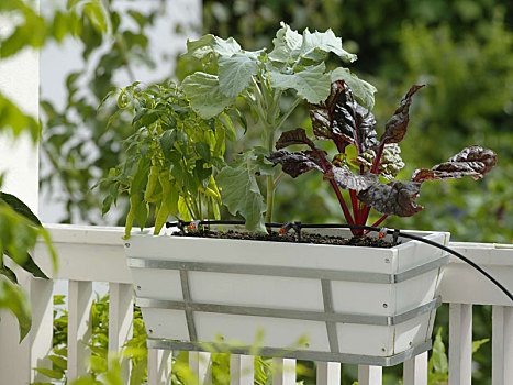滴,灌溉,蔬菜,露台,盒子