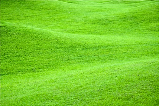 绿色,草场