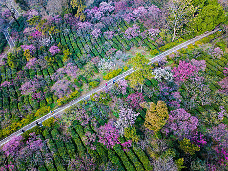 航拍南京梅花山