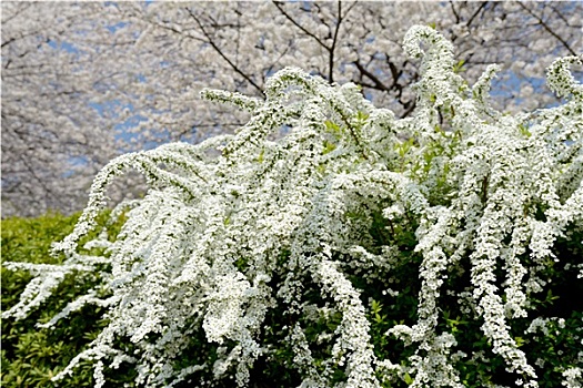 绣线菊属,灌木,白花,春天