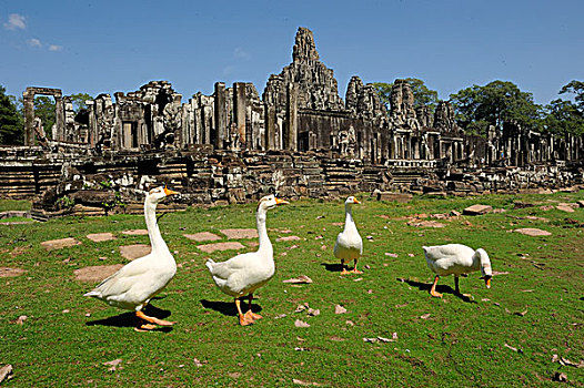 天鹅,鹅,正面,巴雍寺,庙宇,柬埔寨,东南亚,亚洲