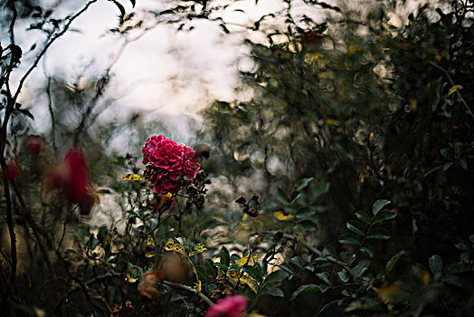 玫瑰,树篱,多云天气,十月