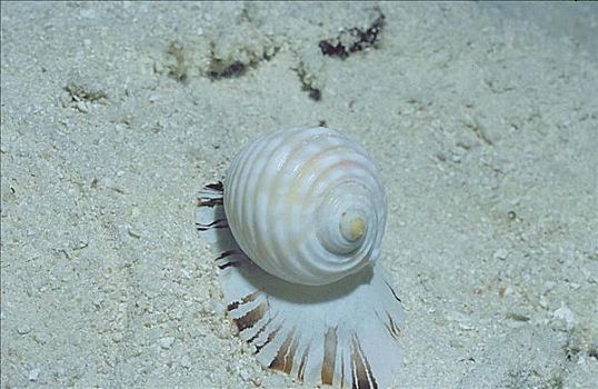 蜗牛,海洋动物,水下,印度洋