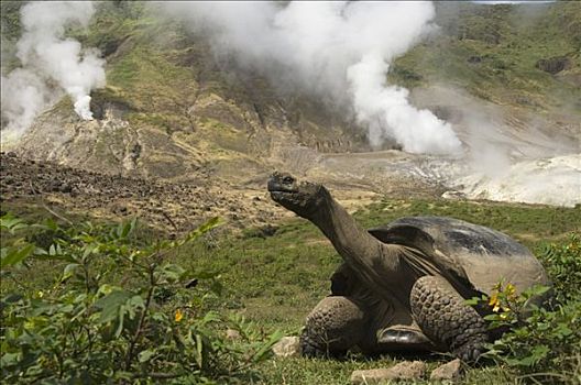 阿尔斯多火山海岛陆龟,加拉巴哥象龟,蒸汽,阿尔斯多火山,地面,伊莎贝拉岛,加拉帕戈斯群岛,厄瓜多尔