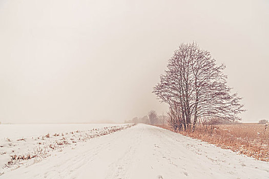 雪,孤单,树,道路,冬天