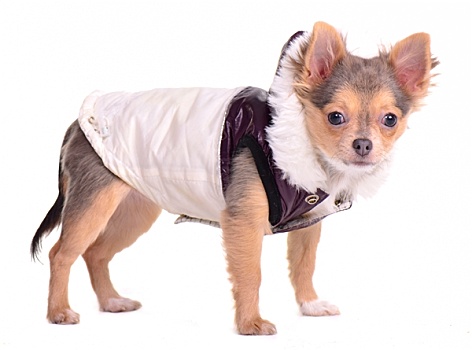 吉娃娃,小狗,衣服,外套,寒冷天气,白色背景