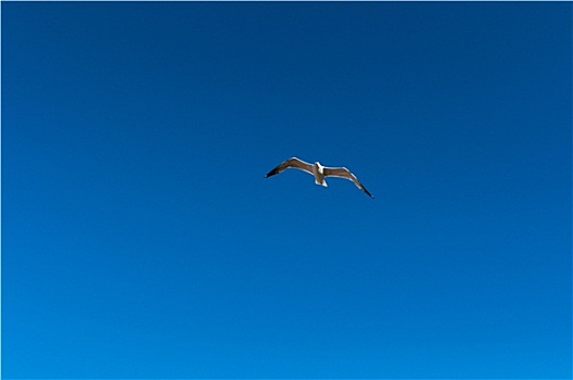 海鸥,蓝天