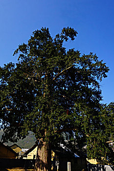 红豆杉,乔木科,蓝天,古树,树干,1100年,树,村庄,农村,大树