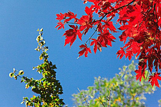 彩色,秋天,叶子,树,晴朗,天气