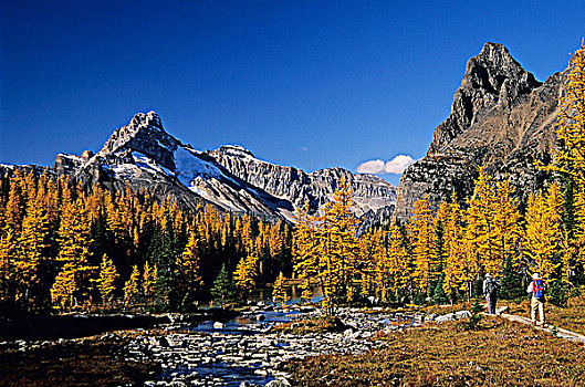 落叶松属植物,秋色,欧哈拉湖,湖,幽鹤国家公园,不列颠哥伦比亚省,加拿大