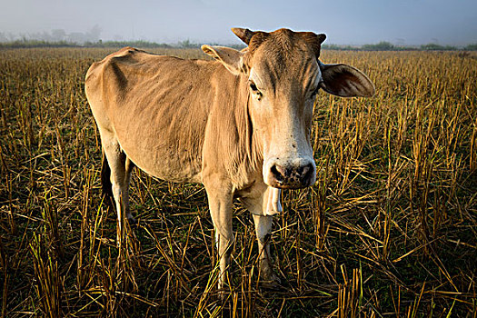 老挝,万荣,广角,母牛,头像,日出