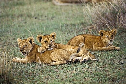 年轻,非洲狮,狮子,塞伦盖蒂,坦桑尼亚,东非