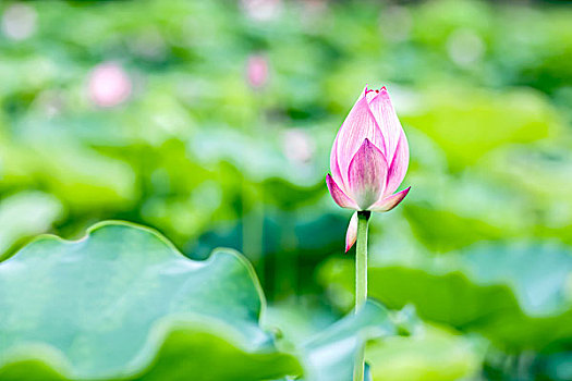 池塘中的荷花