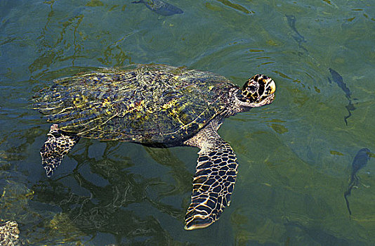 绿海龟,龟类,成年,马来西亚