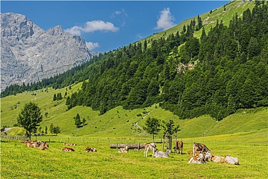 成群,母牛,阿尔卑斯山