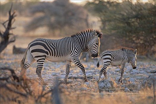 父母,走,埃托沙国家公园,纳米比亚