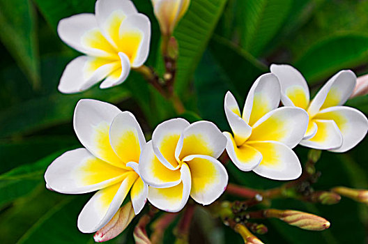 鸡蛋花,花,岛屿,考艾岛,夏威夷