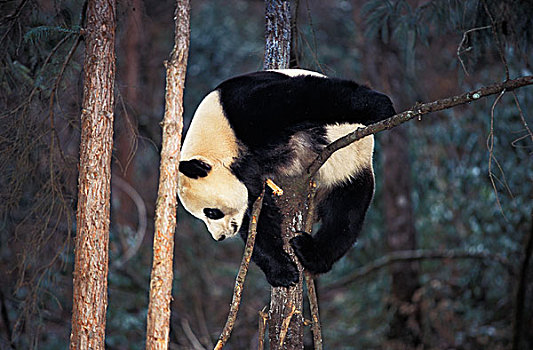 大熊猫,成年,栖息,枝头,卧龙自然保护区,中国