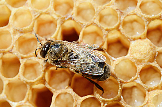 蜜蜂,意大利蜂,窝,幼体