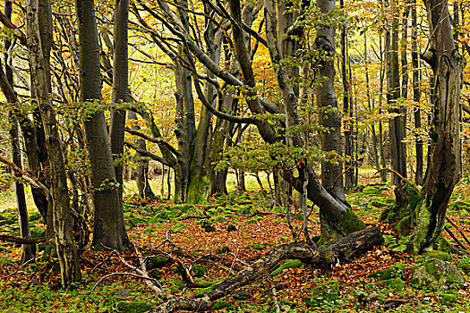 树林,秋天,山脉,黑森州,德国