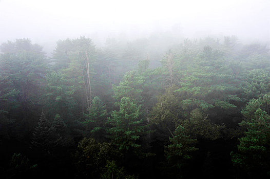 雾中,伊春,风光,五营,国家地质公园,图片