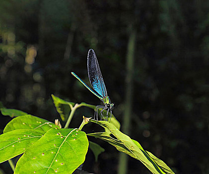 蓝翅膀的蜻蜓