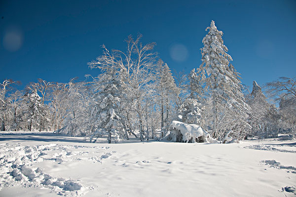 深山老林雪景图片