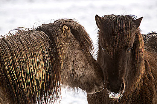 两个,冰岛马,冬天
