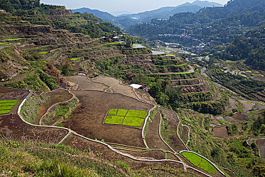 风景,靠近,巴纳韦,著名,古老,稻米梯田,山脉,区域,北方,吕宋岛,菲律宾