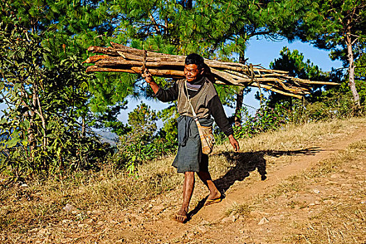 男人,收集,木柴,靠近,卡劳,掸邦,缅甸,亚洲