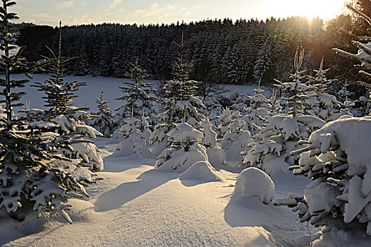 冬季风景,云杉,巴伐利亚,德国