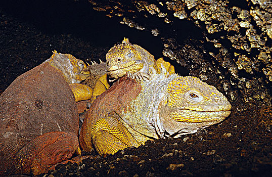 加拉帕戈斯,陆地,鬣蜥蜴,加拉巴哥陆鬣蜥,三个,保暖,热,洞穴,费尔南迪纳岛,加拉帕戈斯群岛,厄瓜多尔
