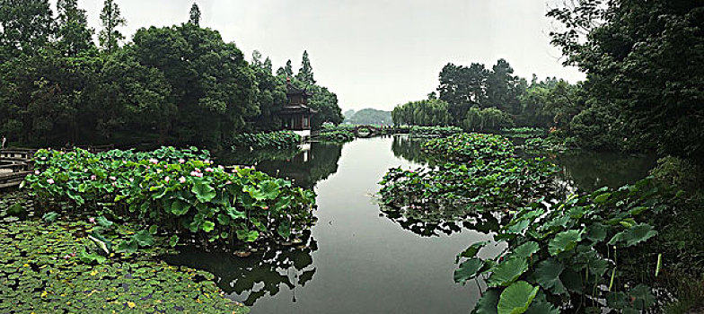 杭州曲院风荷全景